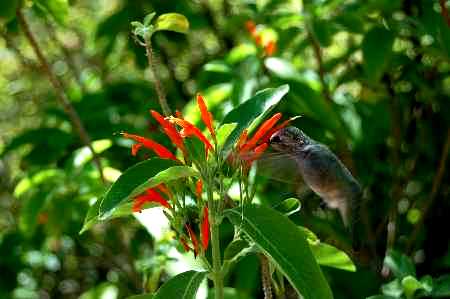 hummingbird.JPG